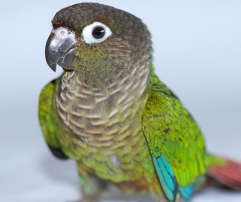 Green Cheek Conure