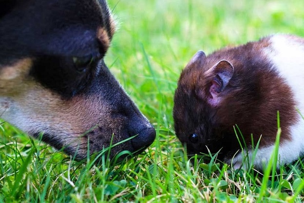 Dog and Hamster