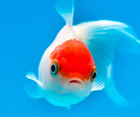 Single Goldfish