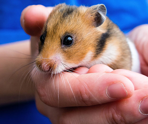 Hamster being held